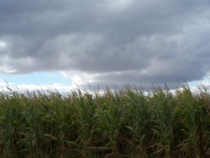 Illinois corn