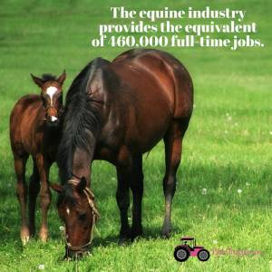 Equine Industry